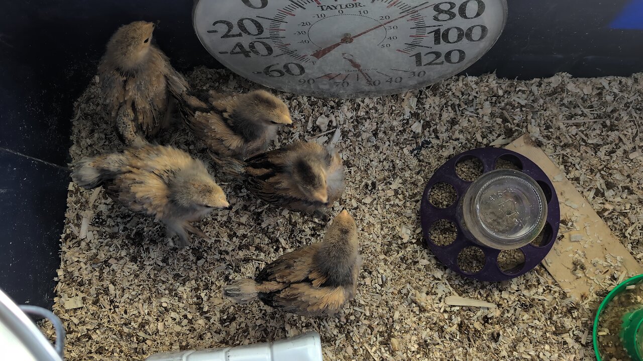 baby chicks are getting more feathers