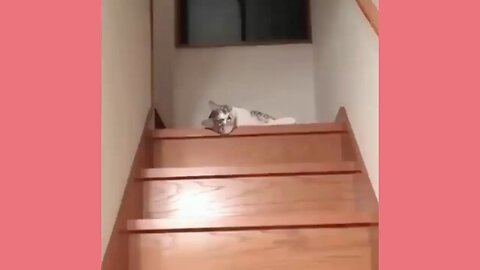 Funny animals