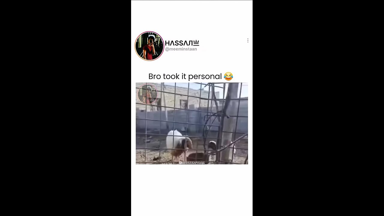 sheepn