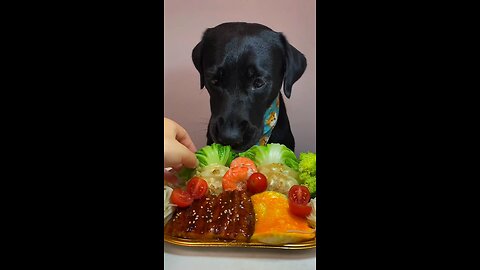 Cute dogi ASMR 😘