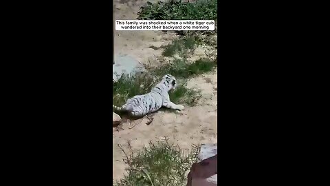 tiger