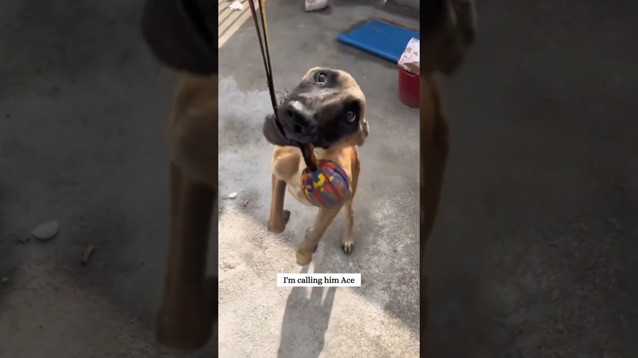 The exhausted homeless dog was saved from hunger and found a family