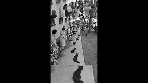 Black Cats Audition for a 1961 Horror Film 🐈‍⬛🎬
