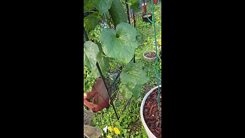 Luffa vine and garden walk