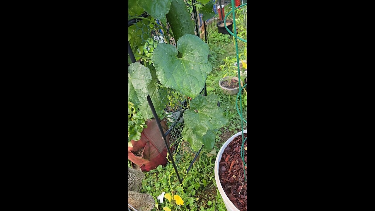 Luffa vine and garden walk