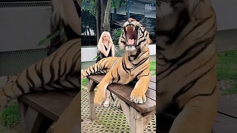 Funny Animals Fails #funnyanimals #animals #pets #shorts