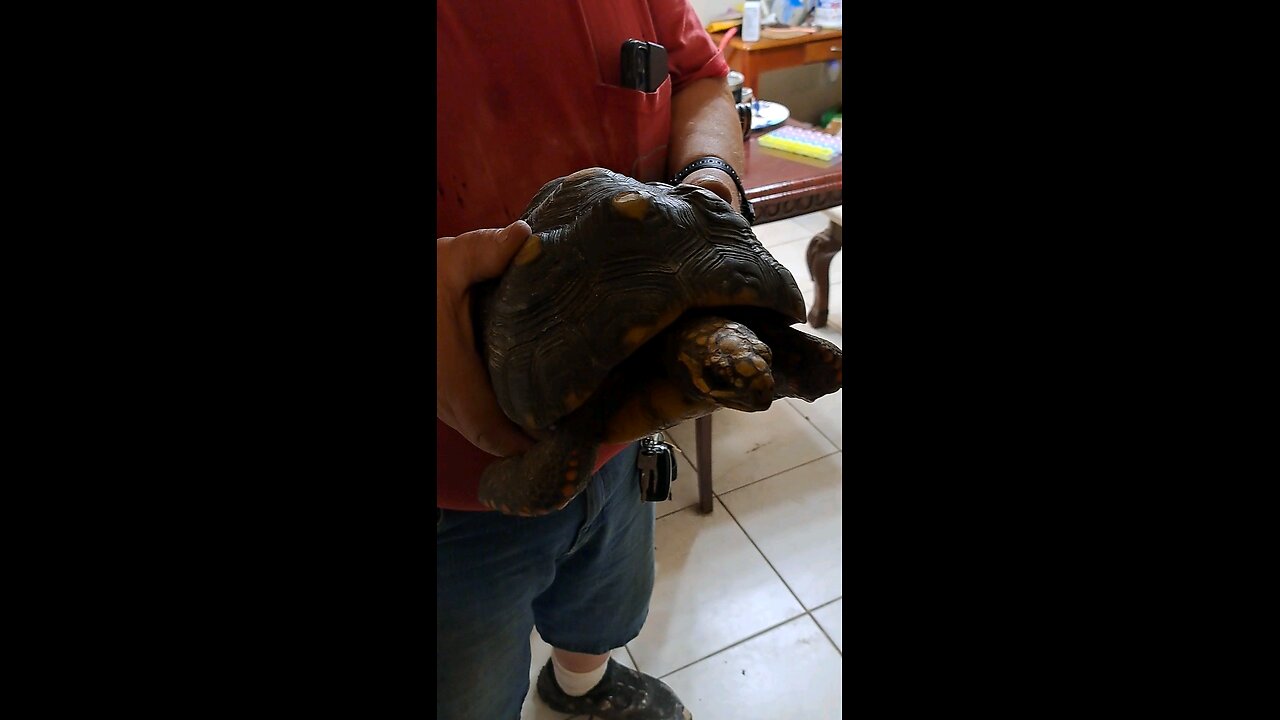 We found a Tortoise