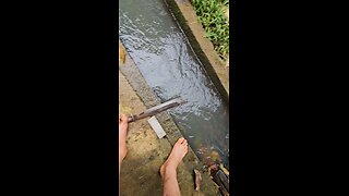Coconut Hunting for Fruit / Seeds 코코넛 사냥, 시앗과 과일 찾기 #philippines #필리핀