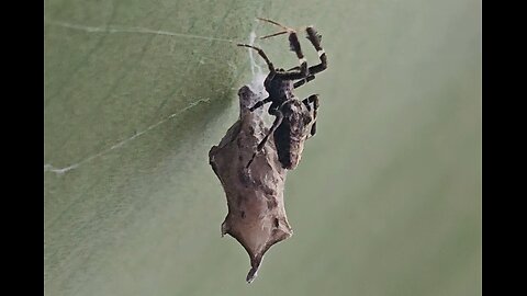 Pająk Koliściak / feather-legged lace weaver (Uloborus plumipes)