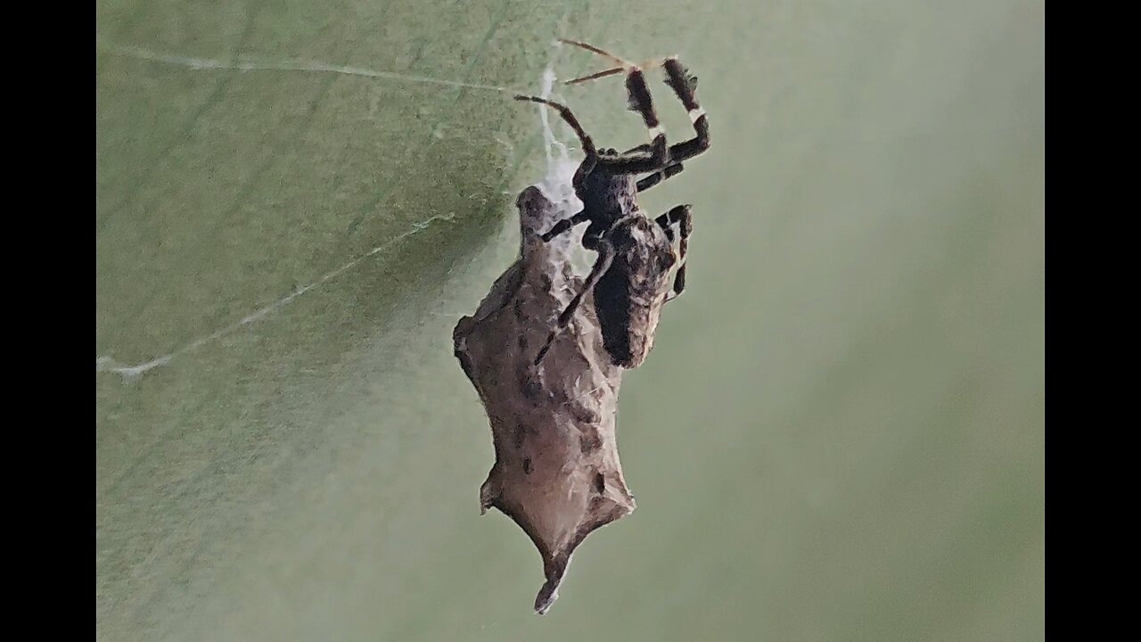Pająk Koliściak / feather-legged lace weaver (Uloborus plumipes) [9:16]
