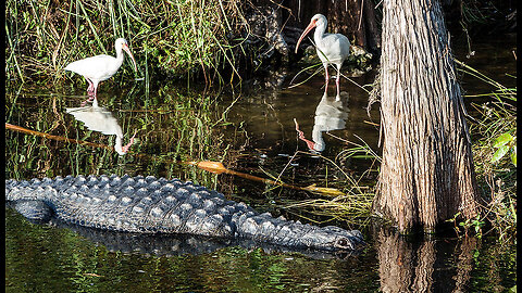 Florida AG Proposes To Establish Alligator Alcatraz In The Middle Of The Everglades
