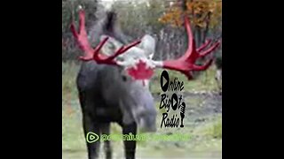 O.B.R.@Pipermaster6669 @rumblevideo @saintmesus @MasteringRumble @pickaxsocial @OffTopicShow2