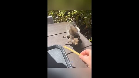 Animals Funny Compilation