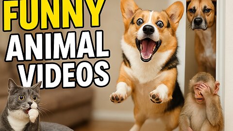 Hilarious and Cute Funny Animal Videos to Brighten Your Day