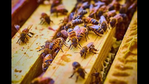 NWO: 60% to 80% of honeybees in the US have died!