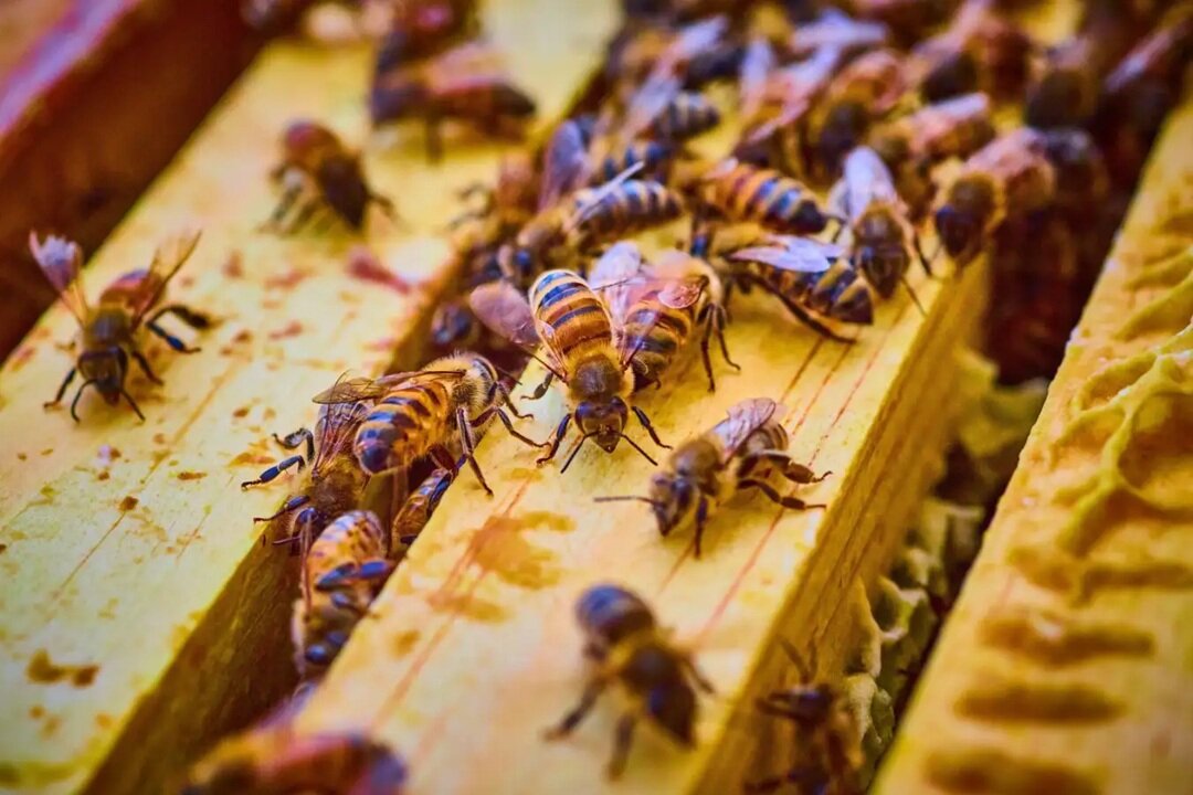 NWO: 60% to 80% of honeybees in the US have died!