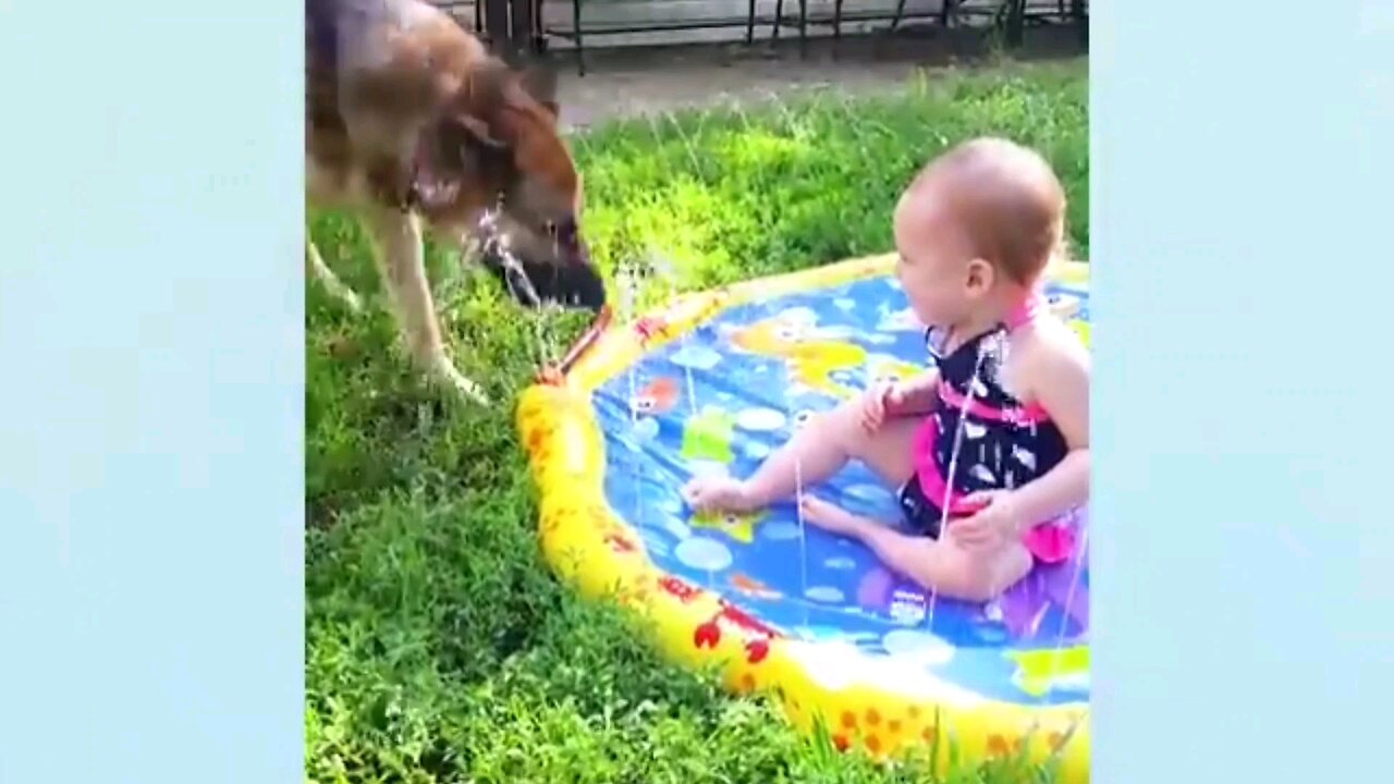 funny videos