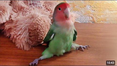 Forget Dogs, These Birds Are The Best Comedians 🤣 Funniest Animal Videos 2025