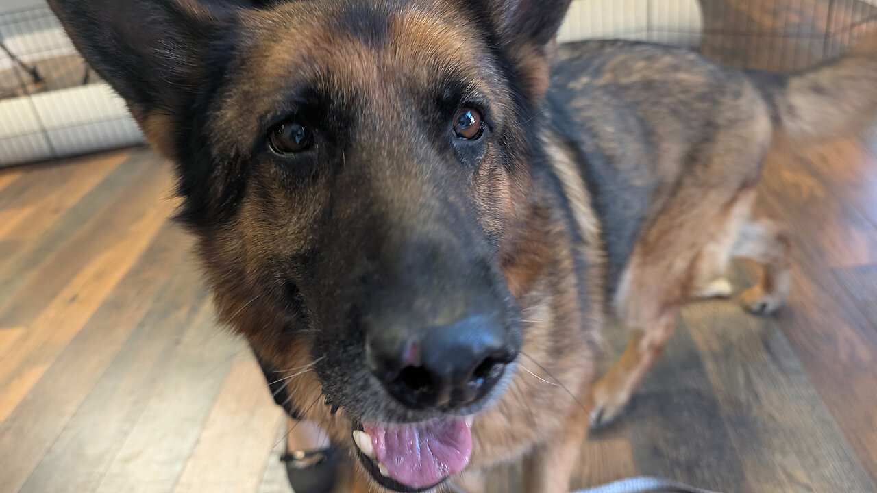 Pet of the Week: Zeus at Granny Rose Animal Shelter
