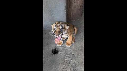 Dangerous Tiger Cub 😮‍💨
