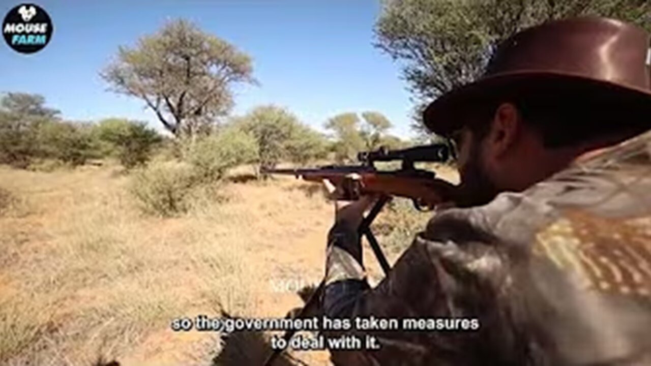 How Do South African Hunters Deal With Thousands Of Lions With Rifles