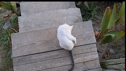 cat