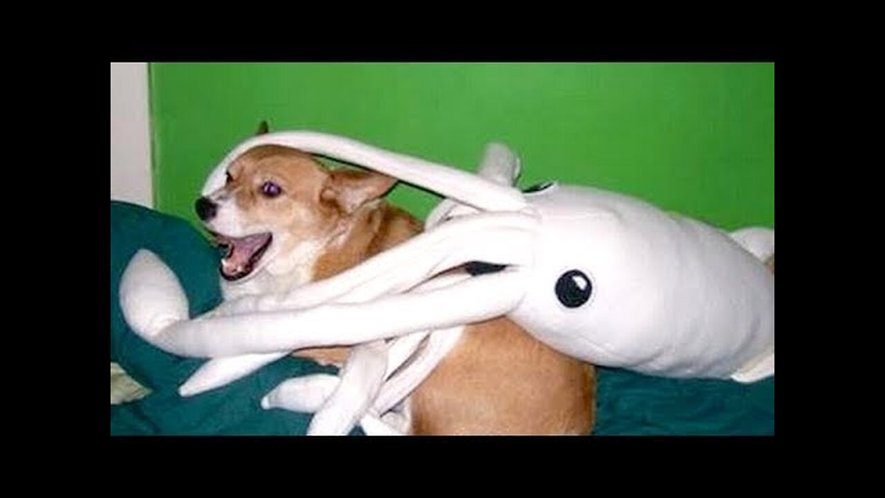 These DOGS are way FUNNIER THAN CATS - COMPILATION that will make you DIE LAUGHING