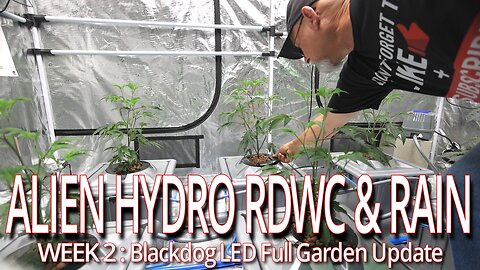 Alien Hydro RDWC & Rain Week 2, Blackdog LED Full Garden Update