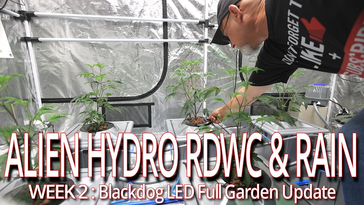 Alien Hydro RDWC & Rain Week 2, Blackdog LED Full Garden Update
