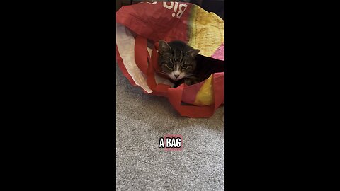 Cat in a box