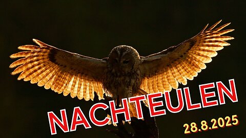 Nachteulen - 28.08.2025