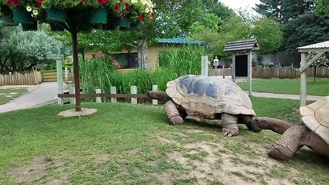 Giant tortoises at full speed