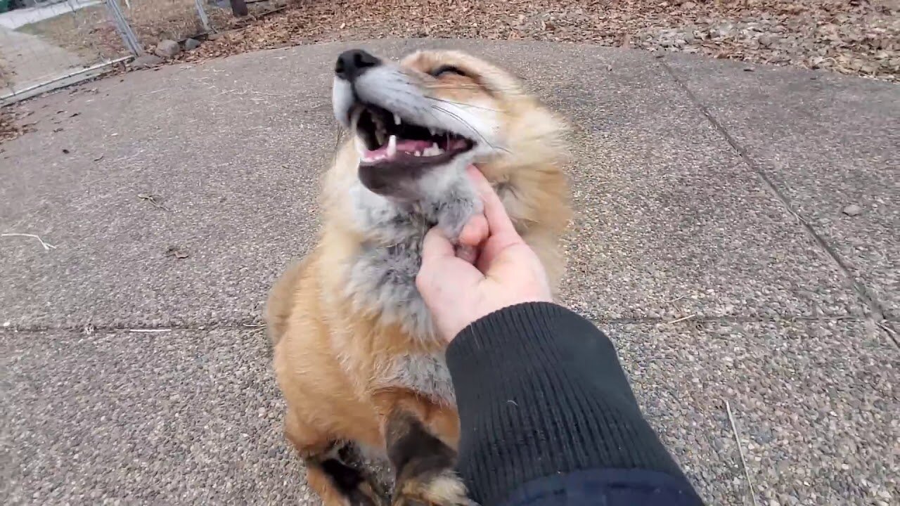 Finnegan Fox chats while being scratched💕
