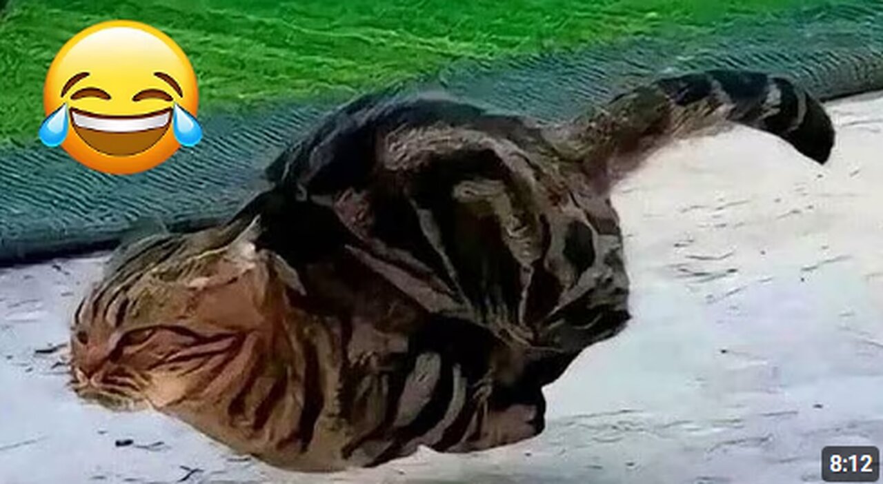 Funny Cats and Their Crazy Antics clip😹 | 2025 cat Compilation