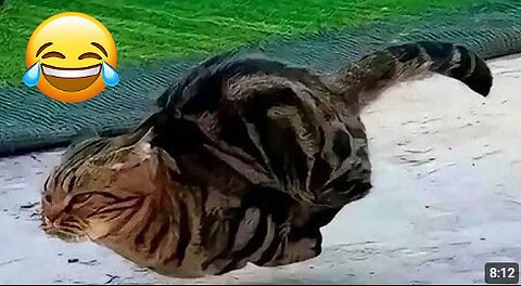 Funny Cats and Their Crazy Antics clip😹 | 2025 cat Compilation