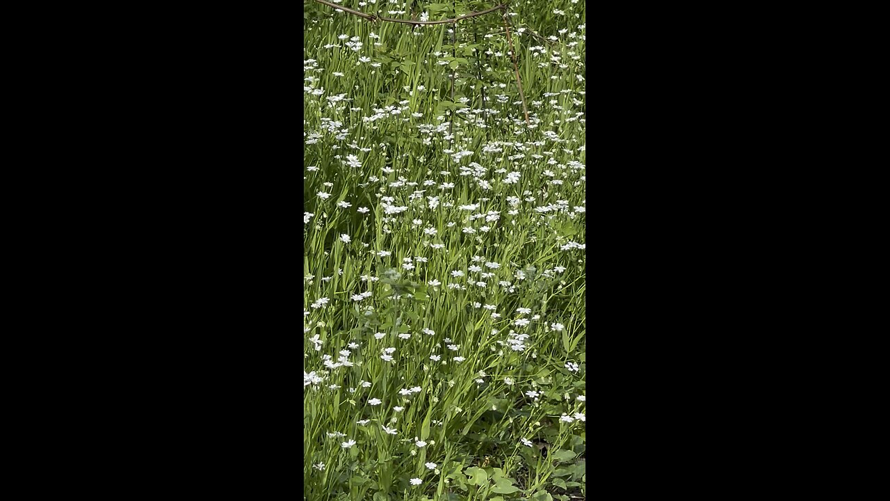 Forest flowers