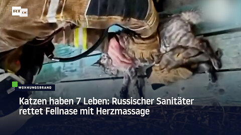 Katzen haben 7 Leben: Russischer Sanitäter rettet Fellnase mit Herzmassage