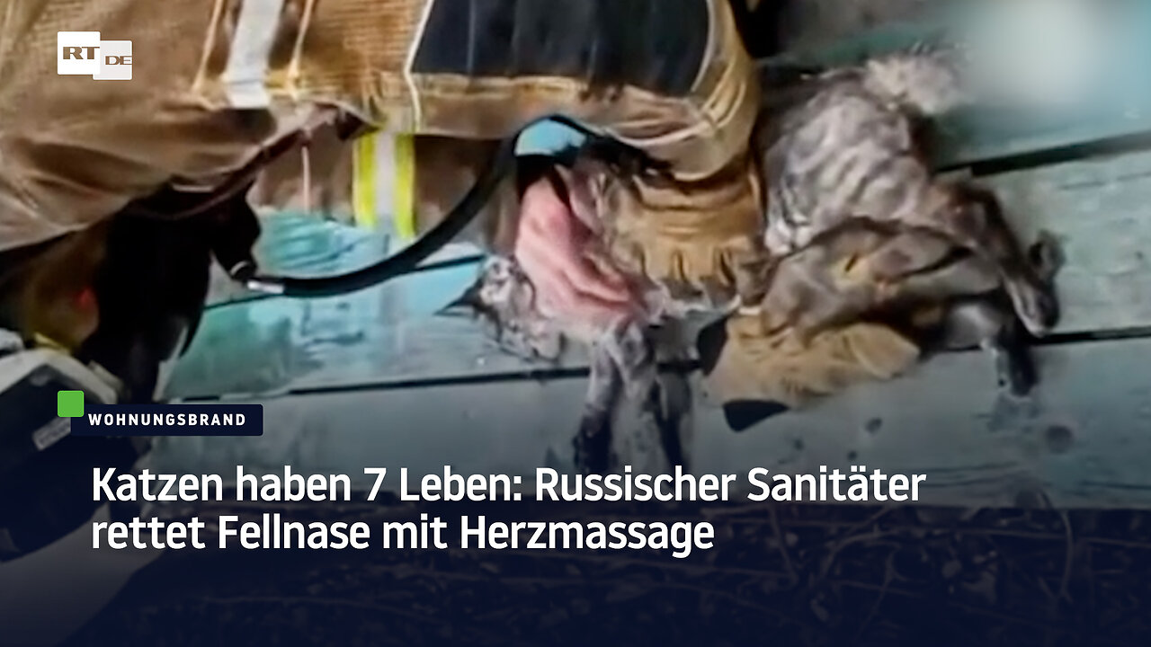 Katzen haben 7 Leben: Russischer Sanitäter rettet Fellnase mit Herzmassage