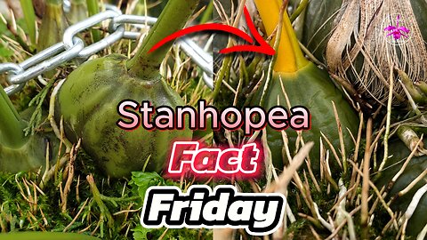 Stanhopea Leaf Die Back | Why Your Stanhopea looks ROUGH But is TOTALLY FINE! #ninjaorchi
