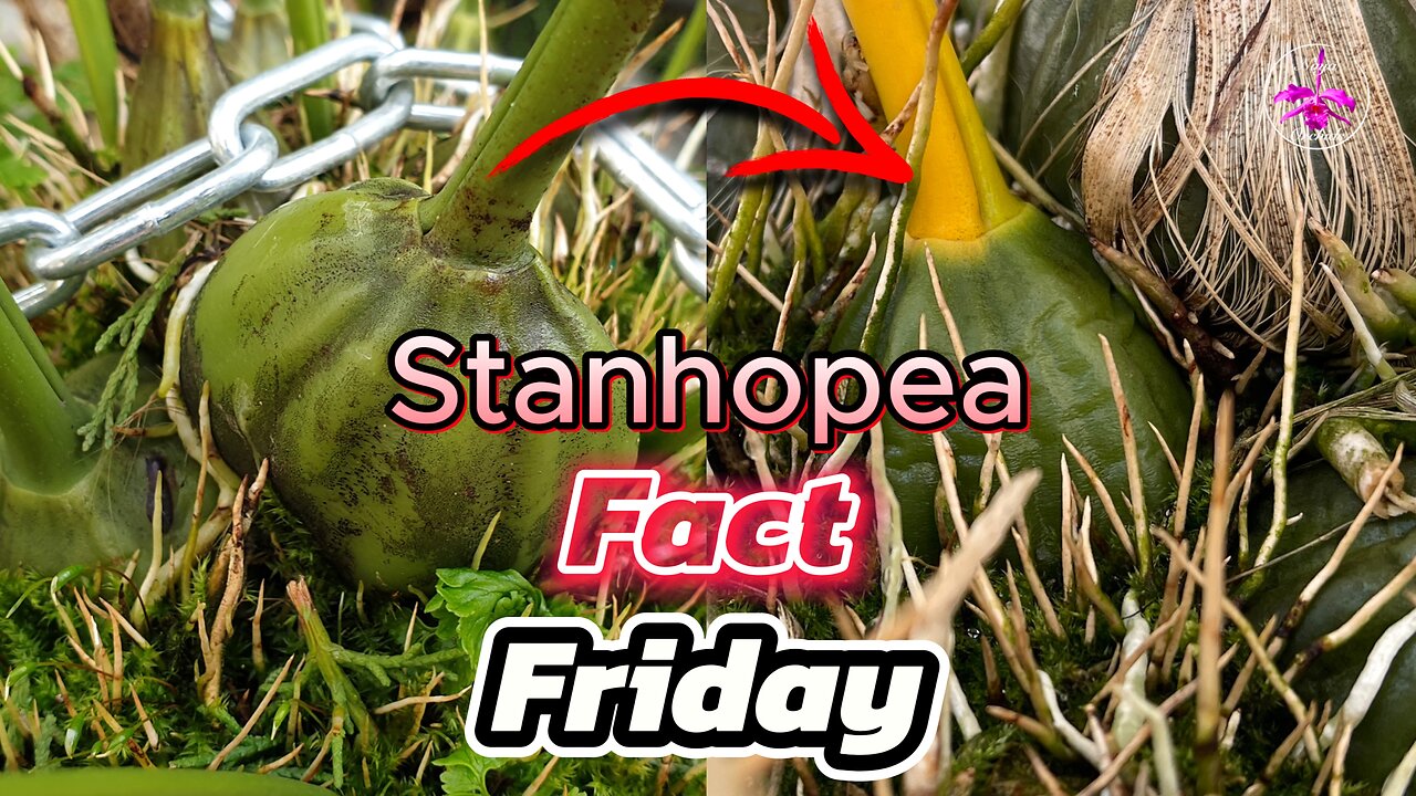 Stanhopea Leaf Die Back | Why Your Stanhopea looks ROUGH But is TOTALLY FINE! #ninjaorchi