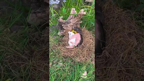 The little rabbit lies in the arms of the little pig. So happy. Cute pet debut plan. Rabbit