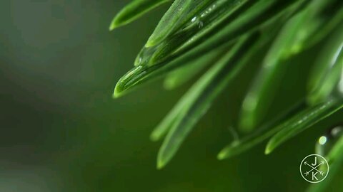 Redwoods 8k 60p HDR in 2022