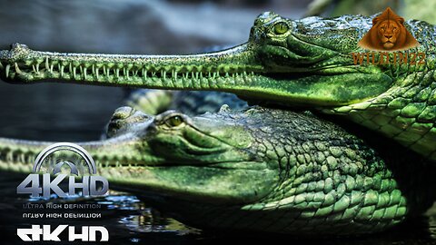 Finding Facts about Ghariyal | Wildlife Documentary | Facts of wildanimal | ghariyal vs alligator