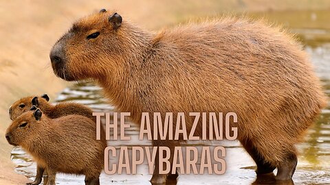 Amazing Capybara Facts You Never Knew! (World's Largest Rodent) | AMZG Animals