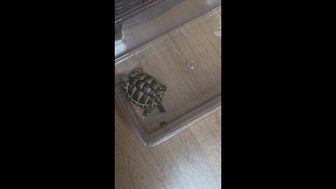 tortoise soaking