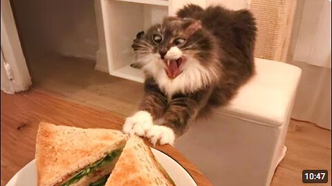 Cats Being So Overdramatic About Food 😂 Funny Cats Videos 2025