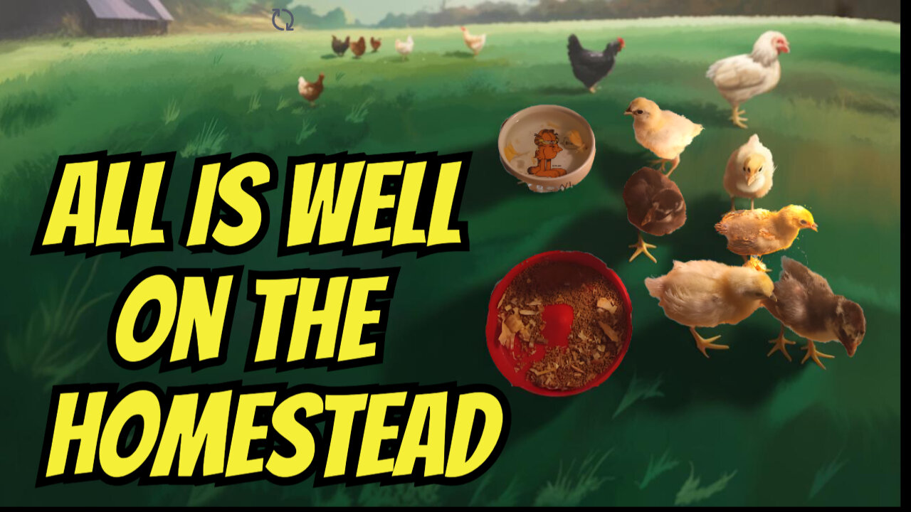 A Chicken Update