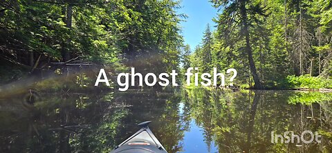 Ghost fish