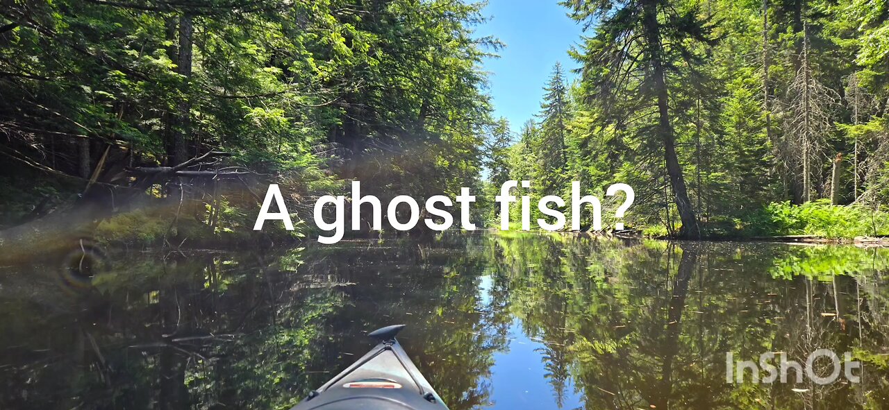Ghost fish