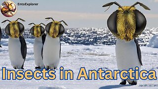 Meet The Only Insect That Lives In Antarctica Year Round